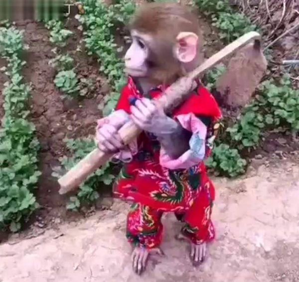 男子临时出差，把宠物猴送到乡下，回来去接时，眼前一幕令他傻眼 