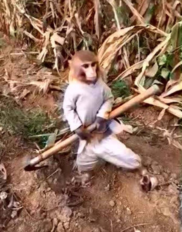 男子临时出差，把宠物猴送到乡下，回来去接时，眼前一幕令他傻眼 