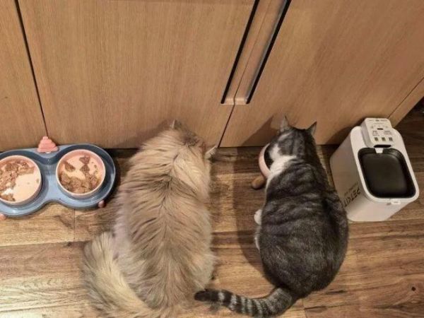 女生9天接单上门喂猫能赚8500元 春节宠物托管需求大增