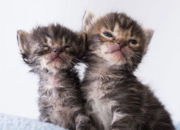 怎么接生小猫, 怎么照顾猫妈妈, 需要注意什么, 小猫出生全攻略