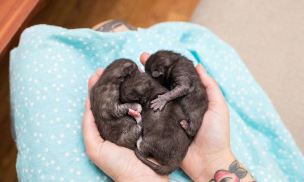 怎么接生小猫, 怎么照顾猫妈妈, 需要注意什么, 小猫出生全攻略