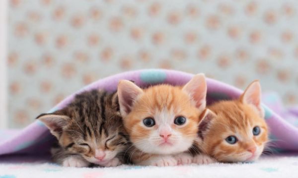 怎么接生小猫, 怎么照顾猫妈妈, 需要注意什么, 小猫出生全攻略