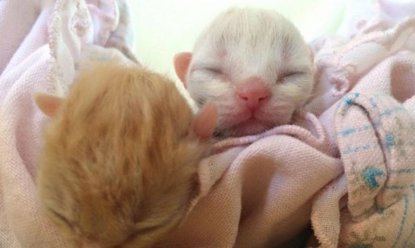 怎么接生小猫, 怎么照顾猫妈妈, 需要注意什么, 小猫出生全攻略