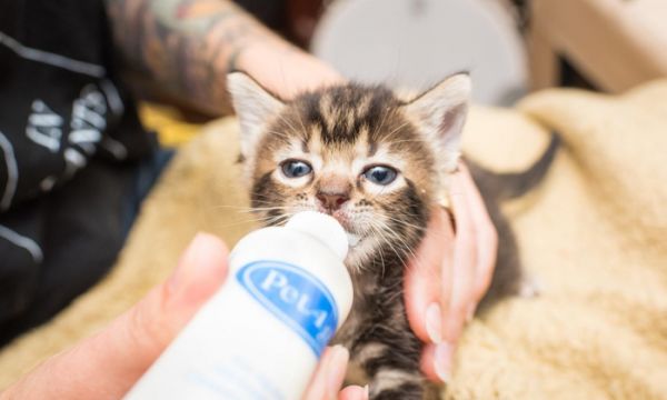 怎么接生小猫, 怎么照顾猫妈妈, 需要注意什么, 小猫出生全攻略