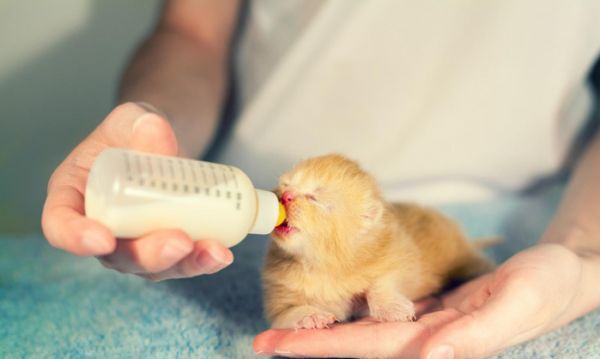 怎么接生小猫, 怎么照顾猫妈妈, 需要注意什么, 小猫出生全攻略