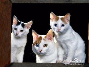 养宠物猫需要怎么照顾