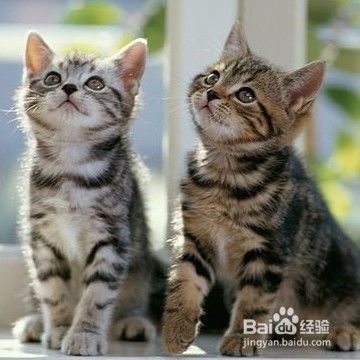 怎么照顾宠物猫