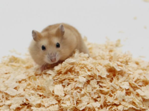 品质稳定的小宠垫料定制厂家,小宠垫料