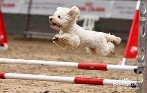 自家宠物狗繁育怎么办啊