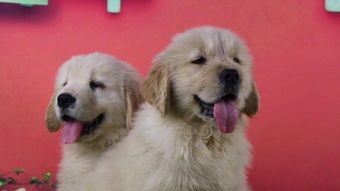 繁育宠物狗的利润怎么样