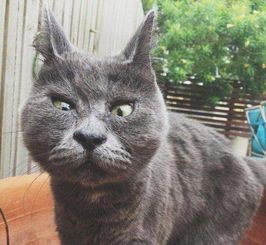 猫咪长期吃素可行吗？