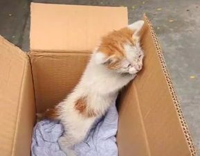 怎么给小猫做宠物狗粮呢