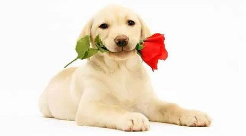 狗狗能吃番石榴吗?