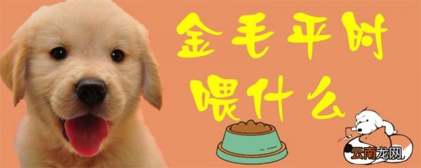 金毛平时喂什么