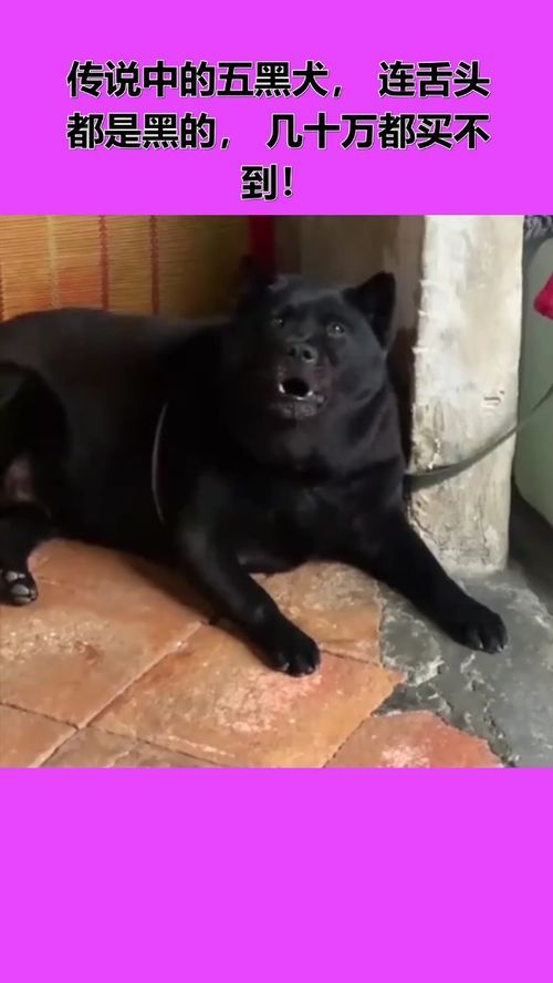 揭秘五黑犬的惊人成长：从幼犬到成犬，体重飙升的奥秘！