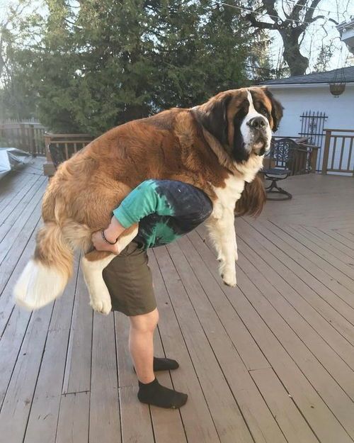 揭秘五黑犬的惊人成长：从幼犬到成犬，体重飙升的奥秘！