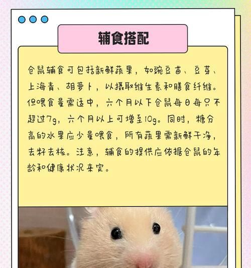 仓鼠怎么搭配吃饭的？仓鼠的饮食搭配有哪些注意事项？