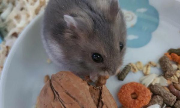 如何正确饲养金仓鼠（打造快乐宠物生活）