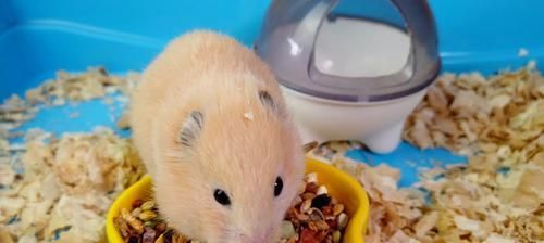 如何正确饲养金仓鼠（打造快乐宠物生活）