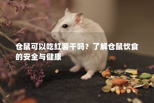 仓鼠可以吃红薯干吗？了解仓鼠饮食的安全与健康