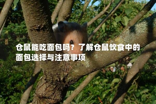 仓鼠能吃面包吗？了解仓鼠饮食中的面包选择与注意事项