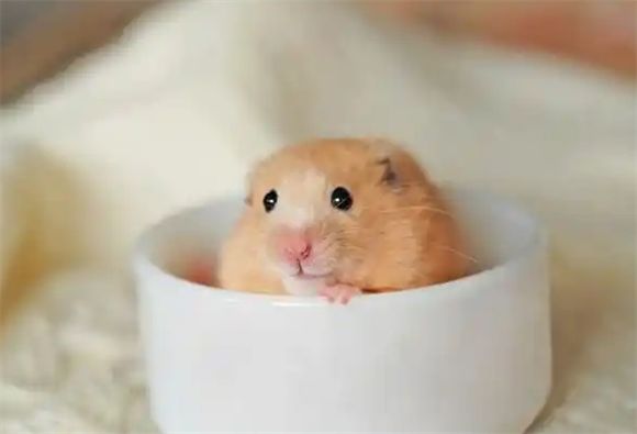 仓鼠可以吃红萝卜吗？