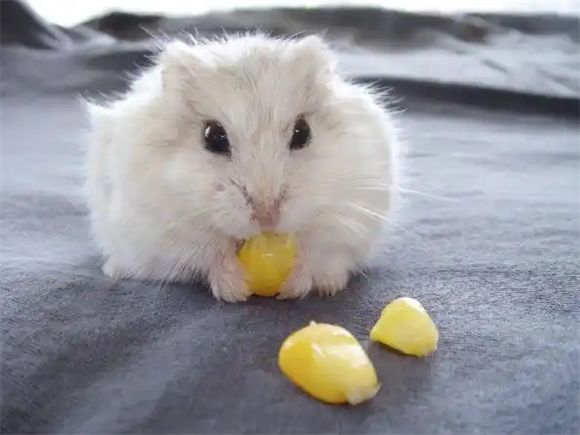 仓鼠可以吃红萝卜吗？