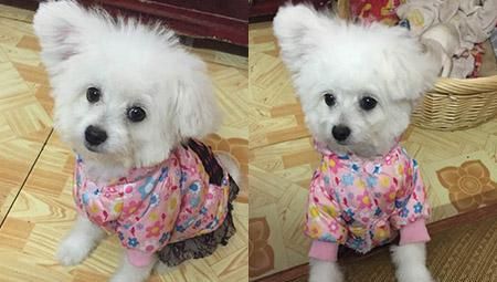 比熊犬耳朵是竖的怎么办？掌握这些饲养技巧，轻松养出健康萌宠