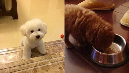 比熊犬耳朵是竖的怎么办？掌握这些饲养技巧，轻松养出健康萌宠