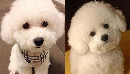 比熊犬耳朵是竖的怎么办？掌握这些饲养技巧，轻松养出健康萌宠