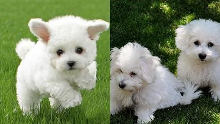 比熊犬耳朵是竖的怎么办？掌握这些饲养技巧，轻松养出健康萌宠