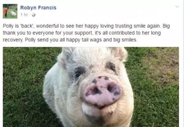 2男子潜入猪舍糟蹋母猪, 母猪大出血还患抑郁症