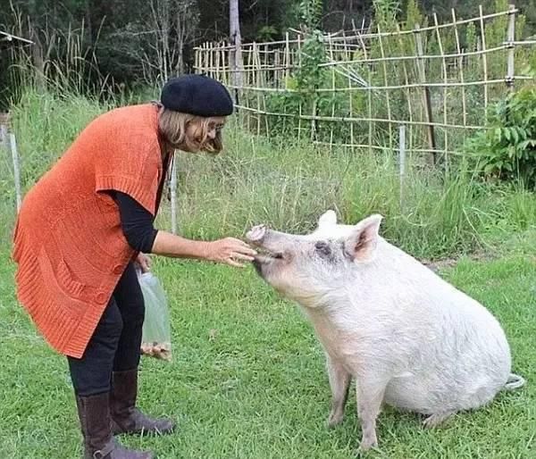 2男子潜入猪舍糟蹋母猪, 母猪大出血还患抑郁症