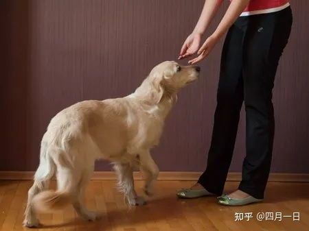 怎么给宠物狗做小食品呢