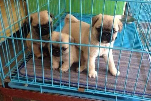 巴哥宠物狗零食怎么做的