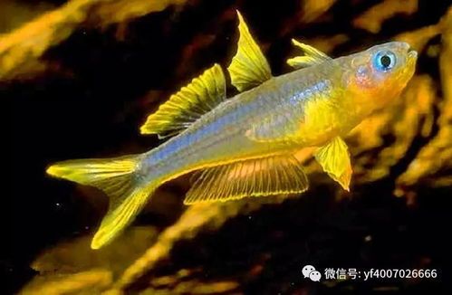 营造舒适栖息地，霓虹燕子如何适应宠物生活？