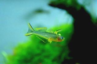 营造舒适栖息地，霓虹燕子如何适应宠物生活？