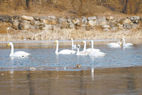 入冬後，九渡河鎮四渡河村迎來了白天鵝。