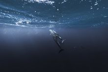 被动物咬了是谁负责