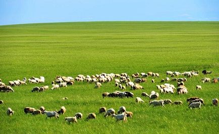 如何养羊长得快，羊饲料配方大全