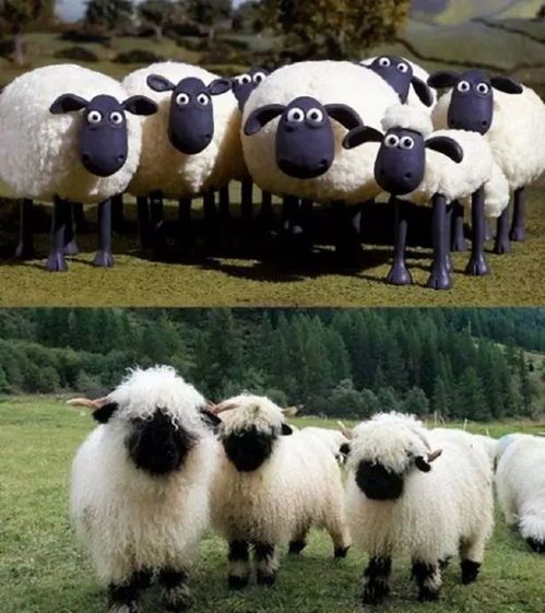 瓦莱黑鼻羊宠物饲养指南：寿命揭秘！