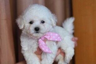 比熊幼犬喂养指南：科学配比，定时定量。