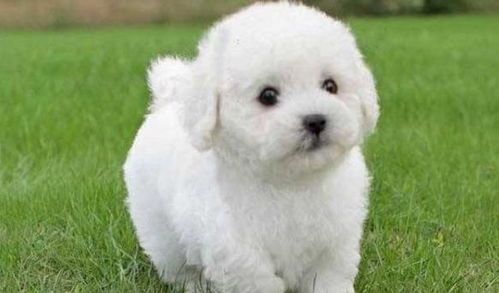 比熊幼犬喂养指南：科学配比，定时定量。