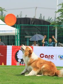 犬都有哪些比赛