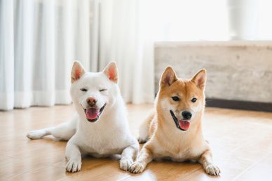 灵宠大陆宠物社交app