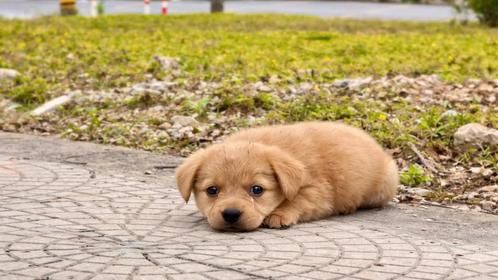 路边偶遇落单小狗，小姐姐瞬间被萌化，当即决定抱回家当宝贝养！