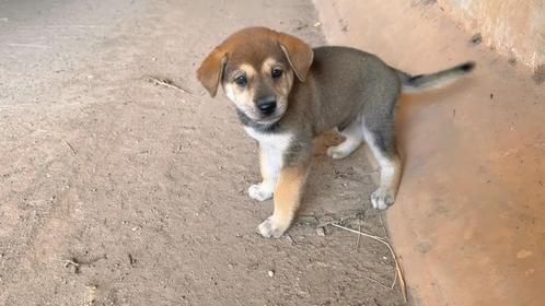 停车场发现超萌小奶狗，那水汪汪的眼睛让人瞬间破防，不忍心不管