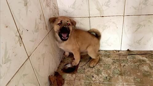 废弃房偶遇落单小狗，见面就龇牙咧嘴，带回家后竟成暖心小天使！