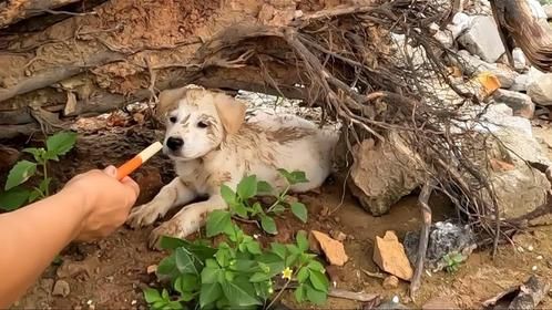 路上偶遇一只怕人小狗，看它可怜的模样，我决定给它一个温暖的家