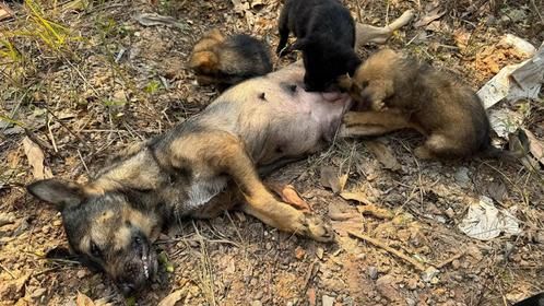 狗妈妈强忍饥饿觅食喂崽，倒路边气息微弱，幸运遇救助开启新生活